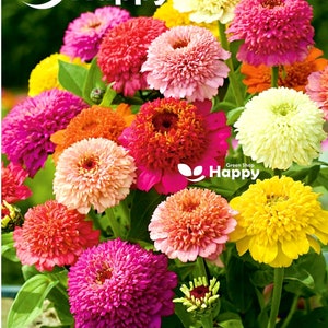 Zinnia Scabiosa Flowered - 150 Seeds - Zinnia Elegans -  Large Crested Flowers