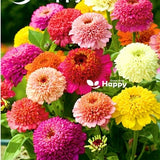 Zinnia Scabiosa Flowered - 150 Seeds - Zinnia Elegans -  Large Crested Flowers