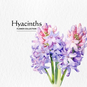 Watercolor hyacinth flower clipart with pink-purple blooms and green stems, cluster