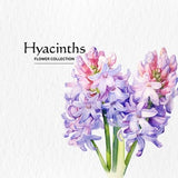 Watercolor Hyacinths Clipart - wild flower clipart spring floral flowers 10 PNG format instant digital download for commercial use