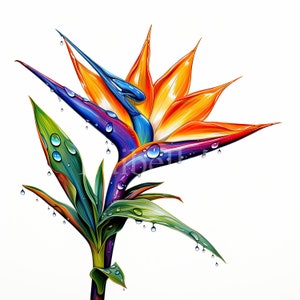 Bird of paradise flower clipart with orange and blue petals and green leaves
