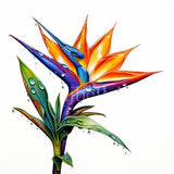 Bird of Paradise Flower | Set of 10 | Clipart Bundle | 300 DPI JPEGs | 300 DPI Transparent PNGs | Digital Download | Free Commercial Use