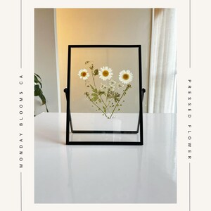 Pressed flower frame with three white daisy blooms in a black border