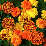 Sparky Mix French Marigold Seeds | Medium Tall Tagetes Patulas Double Mixed Colors Daisy Garden Flower Seed For 2024 Season Fast Shipping