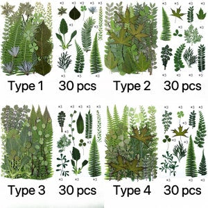 Pressed leaf assortment, fern and small leaf shapes in mixed green tones, 4 types