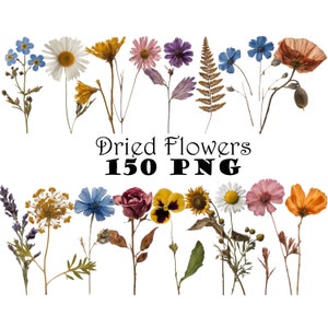 Pressed dried wildflower clipart bundle, 150 PNG flowers, transparent background