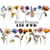 Real Dried Pressed Wildflowers Photo Clipart Bundle PNG Dried Plants PNG Transparent Background Pressed Plants Boho Flowers Botanical PNG