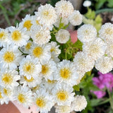 Double Feverfew Herb SEEDS ÒTanacetum parthenium Ò medicinal cut flowers pressed flower bouquet florist Dizzy Bees Urban Garden