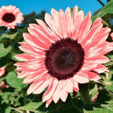50pcs Non-GMO Pink Sunflower Seeds for Planting - High Germination Rate - Heirloom Flower Variety for Your Beautiful Garden Planting