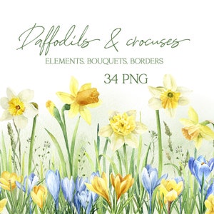 Watercolor spring daffodils and crocuses clipart, yellow blooms with green leaves