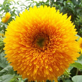 Teddy Bear Dwarf Sunflower 25 Seeds Annual Cut Flower