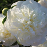 Cream White Peony Poppy Flower Seeds / Huge double petaled blooms / Papaver Paeoniflorum / (#G47) / 50+ seeds