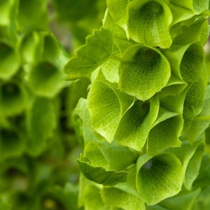 Bells of Ireland 50 Seeds Annual Cut Flower Heirloom