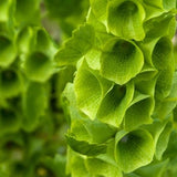 Bells of Ireland 50 Seeds Annual Cut Flower Heirloom