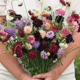 Scabiosa Pincushion Formula Mix 50 Seeds Annual Cut Flower