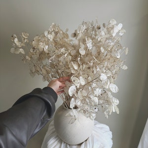 Dried lunaria honesty flowers bouquet in white/cream, decorative stems and seed pods