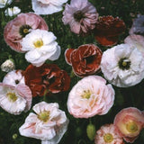 Shirley Poppy Seeds 300 Seeds Annual Flower Open Pollinated
