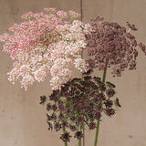 Queen Anne's Lace Dara 50 Seeds Cut Flower Annual