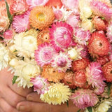 Strawflower Seashells Mix 50 Seeds Annual Dried Cut Flower