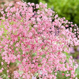 Crimson Baby's Breath Seeds / Garden Flower Seeds / For Bouquet / For Dried Cut Flower /(# G23) / 50+ seeds