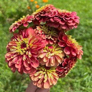 Zinnia Queen Lime Red 25 Seeds Annual Cut Flower