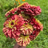 Zinnia Queen Lime Red 25 Seeds Annual Cut Flower