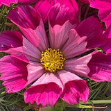 Hot Pink Seashell COSMOS SEEDS cut flower bouquet florist wedding bouquet from Dizzy Bees Urban Garden