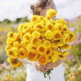 200 King Size Golden Yellow Strawflower SEEDS cut flower bouquet Helichrysum bracteatum dried flowers Dizzy Bees Urban Garden