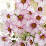 Unique Cosmos Picotee Flower Seeds / Cosmos bipinnatus  / Unique Cosmos / (#G43) / 30+ seeds