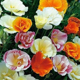 California Poppy Ballerina Mix 300 Seeds Annual Flower Open Pollinated