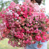 Phlox Seeds sweet scent fragrance cut flower bouquet florist from Dizzy Bees Urban Garden