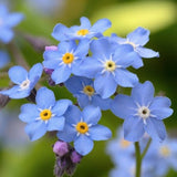 Forget Me Not Seeds 300 Seeds Annual Flower