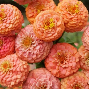 Zinnia - Oklahoma Salmon 25 Seeds Annual Cut Flower