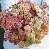 Yarrow Seeds - Colorado Mix Perennial Wildflower Seeds - Achillea Millefolium - 50+ Seeds
