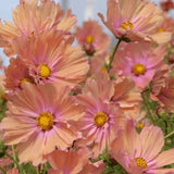 Cosmo Apricotta 25 Seeds Annual Cut Flower