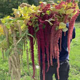 Amaranth Tassels Mix 50 Seeds Open Pollinated Dried Annual Flower Love Lies Bleeding