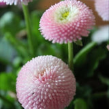 Seeds / Bellis perennis 'Pomponette' Pink Seeds / English Daisy Flower Seeds / (#G38) / 50+ seeds