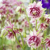 Columbine Nora Barlow Seeds / Pink Aquilegia Vulgaris Seedss /  Flower Seeds / (#G22) / 30+ seeds
