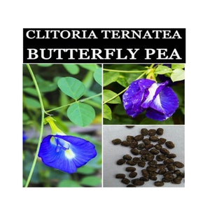 Clitoria Ternatea Plant, Butterfly Pea organic Seeds, Makes a Color Changing Herbal Tea Drink! Tea Flower Seeds