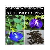 Clitoria Ternatea Plant, Butterfly Pea organic Seeds, Makes a Color Changing Herbal Tea Drink! Tea Flower Seeds