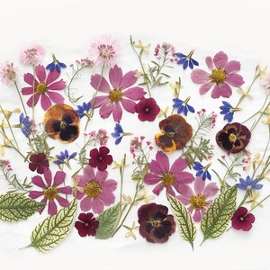Pressed edible flower set with mixed pink, purple, blue blooms and green leaves