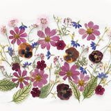 50+ Mixed Pressed Flowers - Edible Flowers for Cake Decorations, Crafts, Flower Arts - DF 049-9