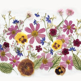 50 pcs Mixed Flowers Pack  - Edible Flowers - Floral Frame, Card Making, Scrapbook, Crafts, Flower Arts - DF 49-7