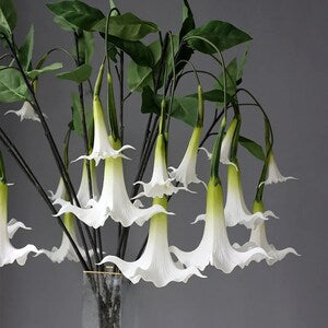 White angel trumpet-style flowers with green leaves on branching stems