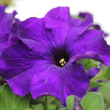 Blue Hybrid Petunia Seeds, Tritunia Blue Petunia Seeds, Flower Seeds