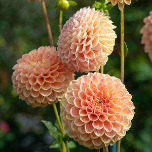 Peach-pink dahlia blooms with layered petals on green stems