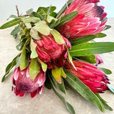 Fresh Picked Protea Flower Bouquet  Pink ice protea