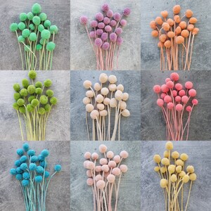 Assorted dried billy button flower stems in green, pink, orange, blue, and yellow