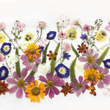 50+ Mixed Pressed Flowers - Edible Flowers  for Cake Decorations,  Crafts, Flower Arts - DF049-6