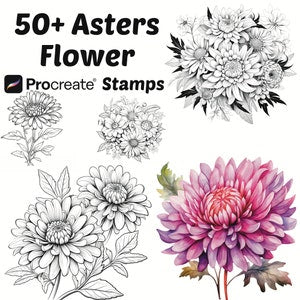 Procreate aster flower stamp designs, black line art with pink/purple example.